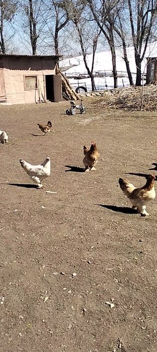 Домашный  курица  Қолдың тауығы