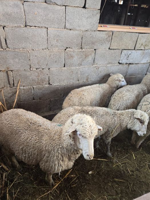 Семинар кой сатылады