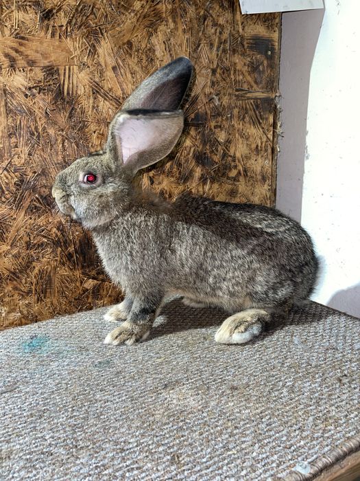 Pui urias gemran disponibil