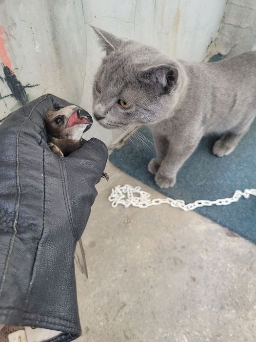 Отдам Породистого Котёнока Русский голубой, 2 месяца, Лоток знает,