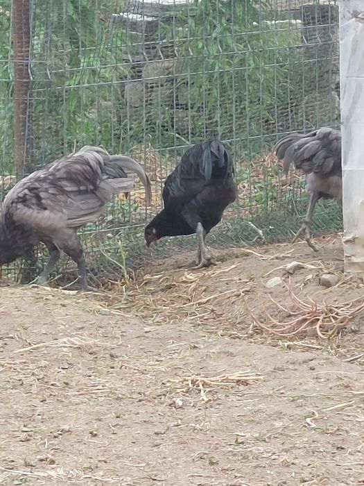 Cocos Australorp  5 luni negri ,gri/splash