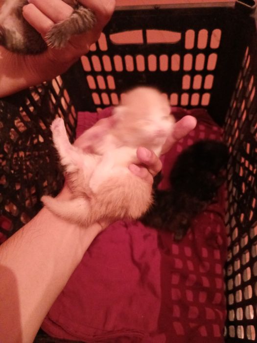 Котята бесплатно