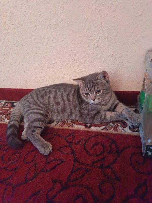 Mushuk yahwi qo'larga hadiyaga beriladi