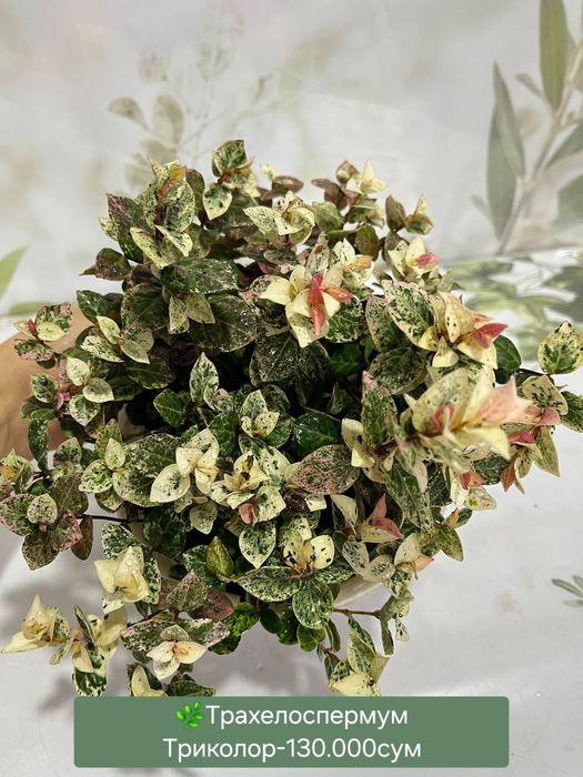 Аспарагус, Рускус, Эпипремнум, Биркин, Сансевиерия и др