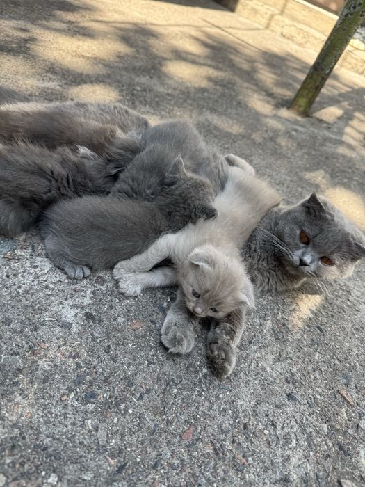 Srochna Scottish fold mushukchalar sotiladi Sovuqda qop ketishvoti