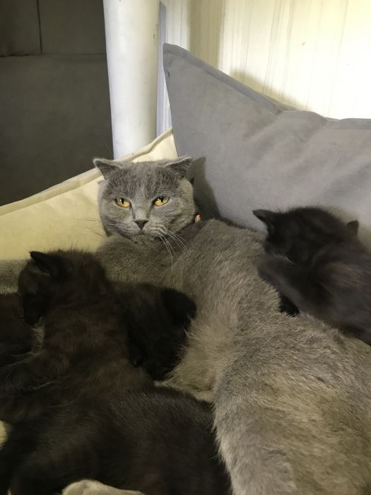 Котята из смеси полумейнкуна и британской короткошерстной кошки