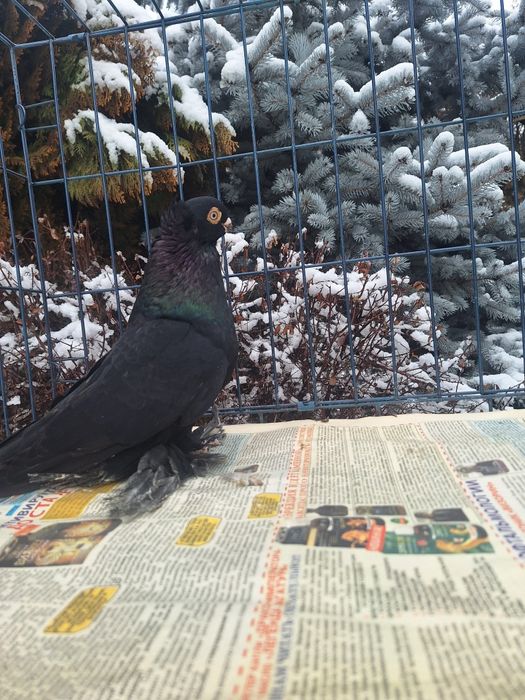 Продам самца жука молодого