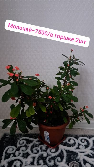 Молочай, Аглаонема, женское  и Мужское счастье