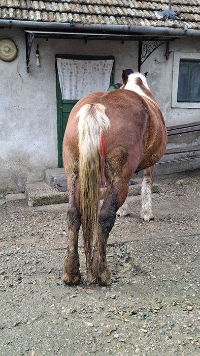 Iapă de vânzare de 5 ani