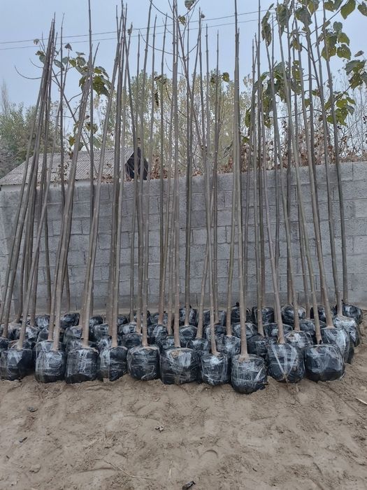 Каштан бор. Лола дарахти Павлония Берёза Крим сасна сотилади