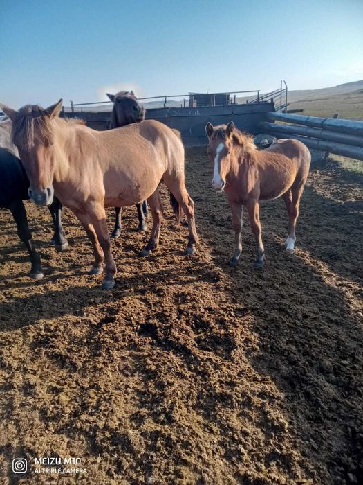 Продам лошадей (кабыла, тай)