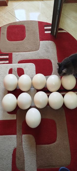 Coji de ouă de struți