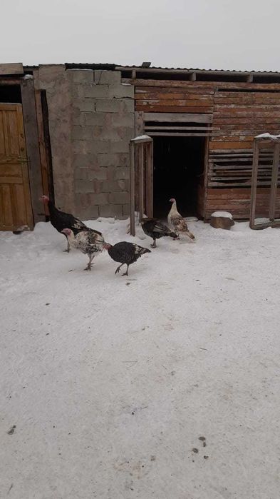 Продам гусей и индоуток