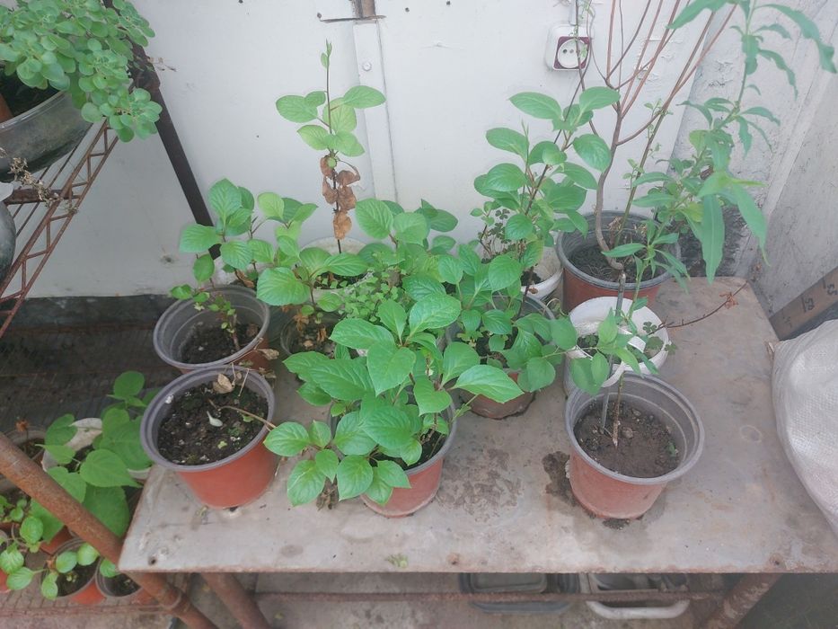 РАСПРОДАЖА  лимонник китайский