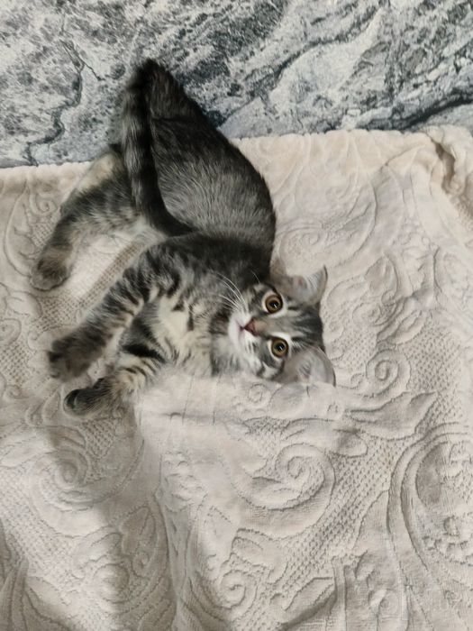 Scottish Fold mushukcha sotiladi