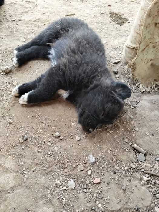Отдам щенков в добрые руки