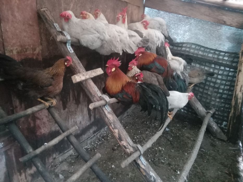 Gain si cocos italiene sau oua pentru incubat