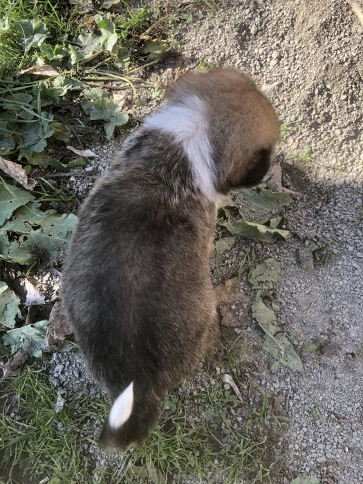 Подарявам малко кученце