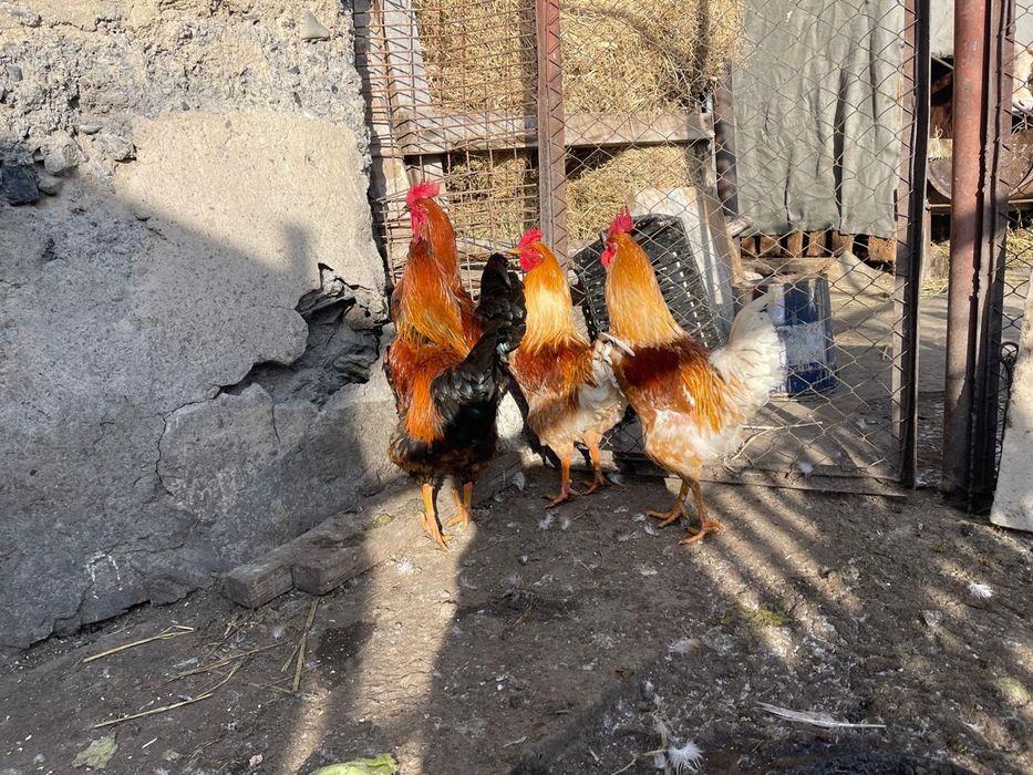 Продам петухов  молодых