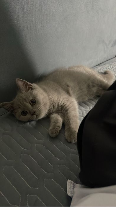 Продам британских котят
