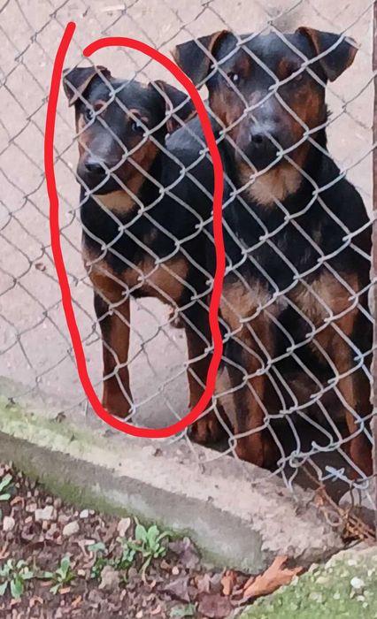 Немски ловен териер - чистокръвно