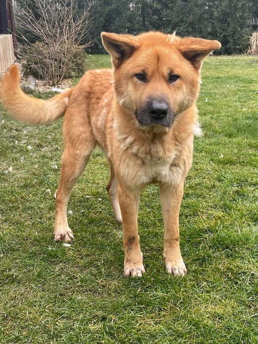 Sipke caută familie