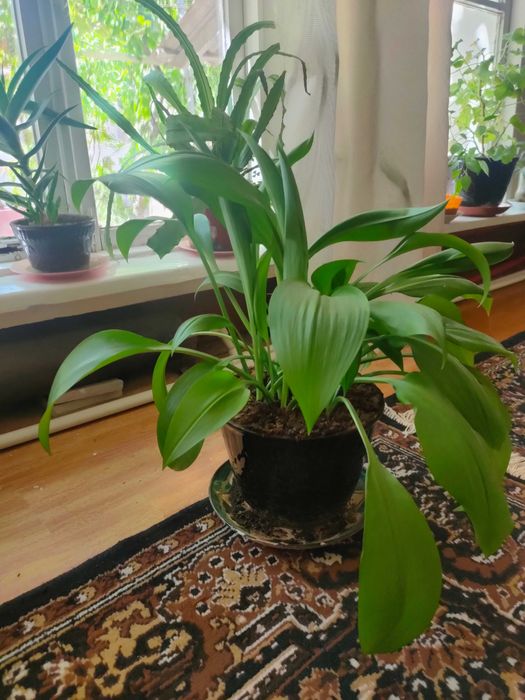 цветы: герань, алоэ вера, лилии и другие