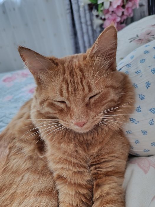 Кошка отдам даром в хорошие руки