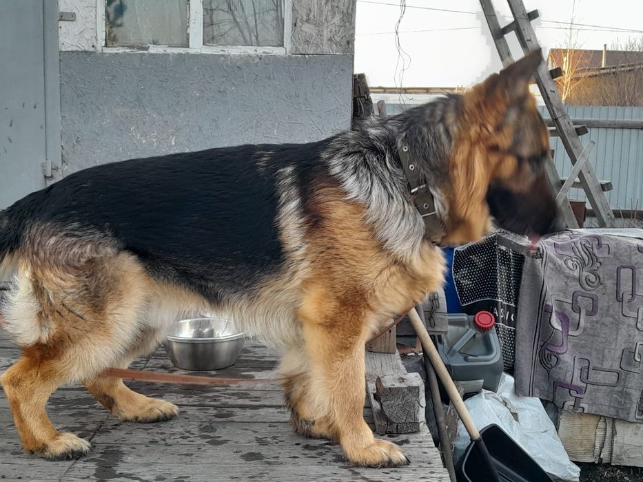 Немецкая овчарка