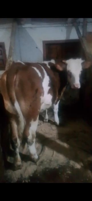 Vând vacă la a doua fătare și o junincă bălțată românească gestantă in 2 luni