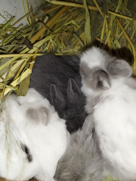 Кролики декоративные