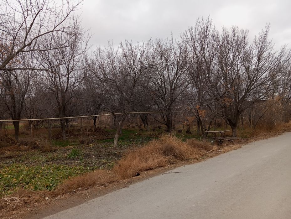 Oʻtin sotiladi arzon narxda