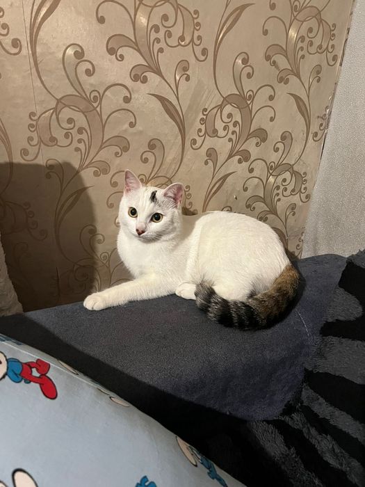 Отдадим домашнюю кошку, ухожена.