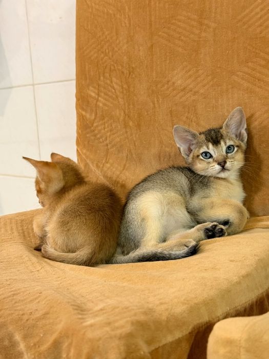 Чаузи котята шикарные