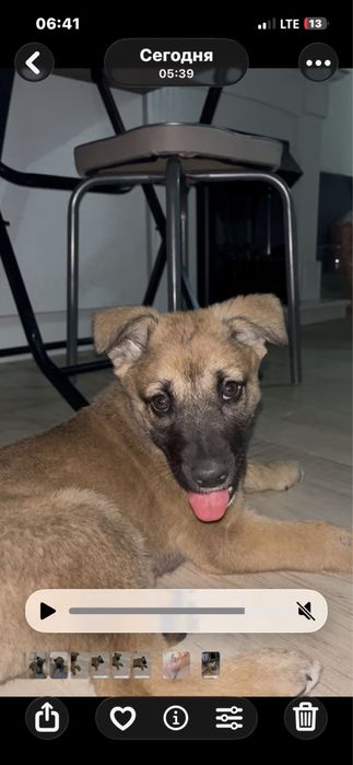 Щеночек с добрые руки