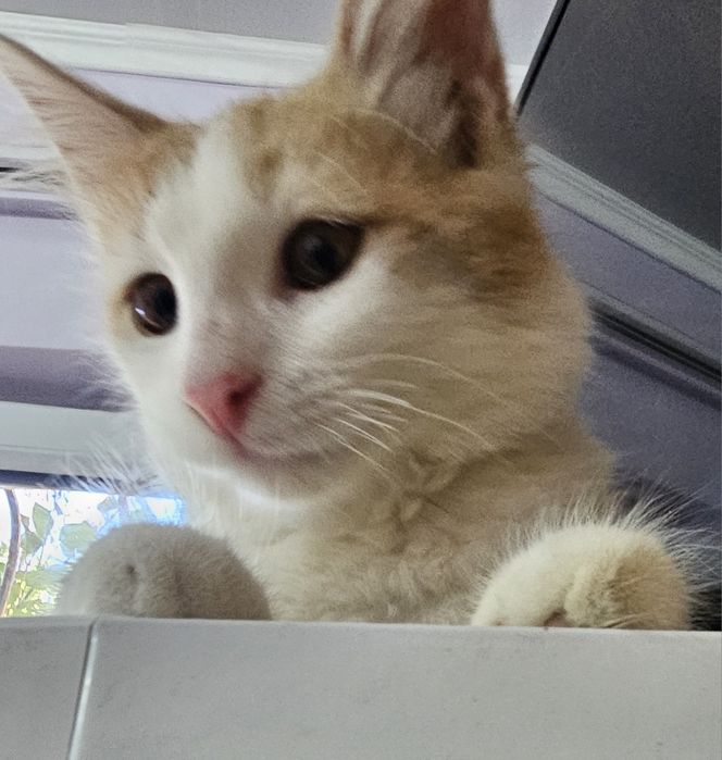 Котенок  мальчик)))