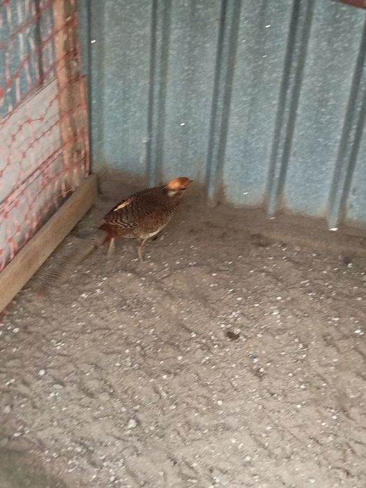 Продам фазана золотой