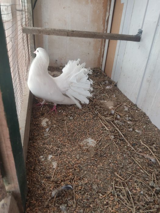 Продам два голубя павлина