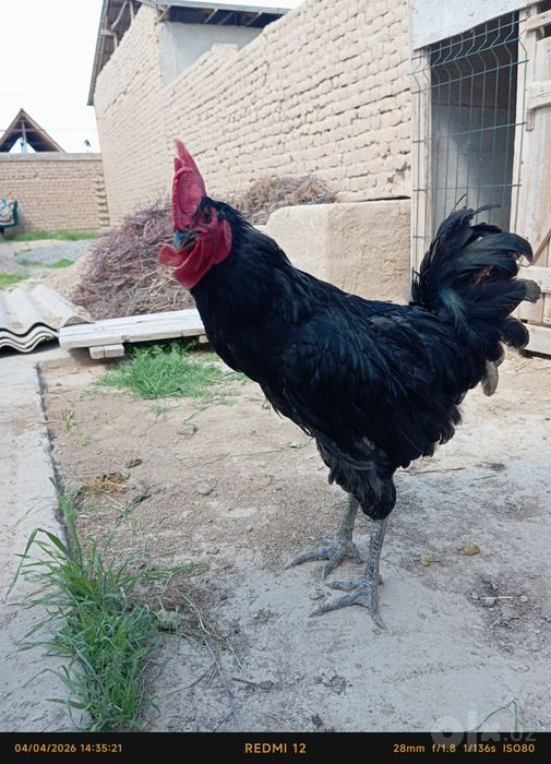 Qora shaxzoda Xoʻroz sotiladi