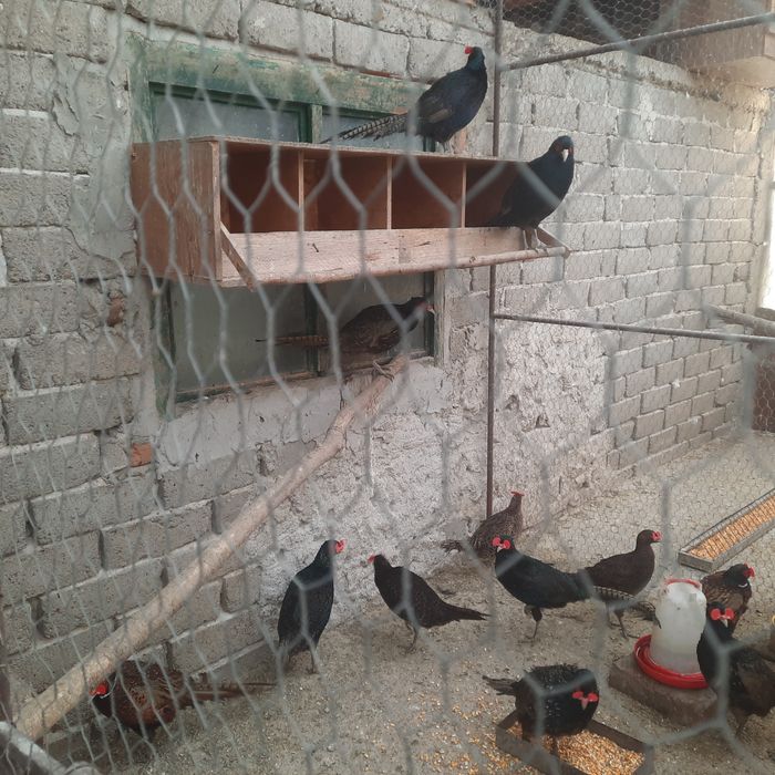 Fazani  Tenebros pereche.