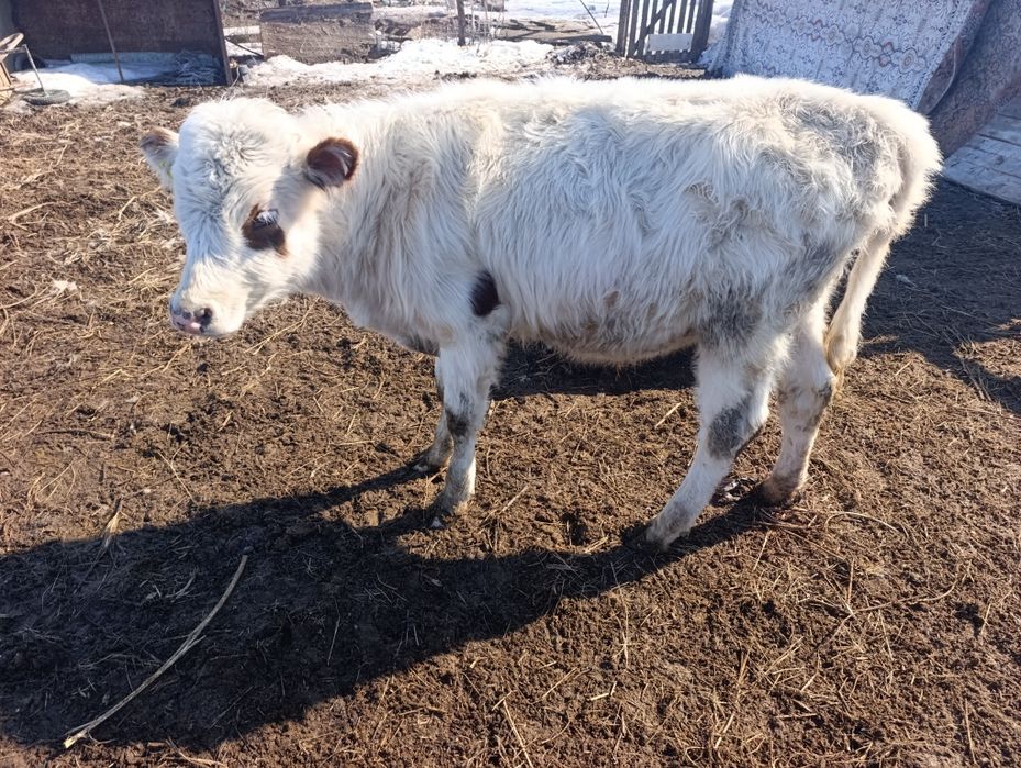 Бычок 10 месяцев