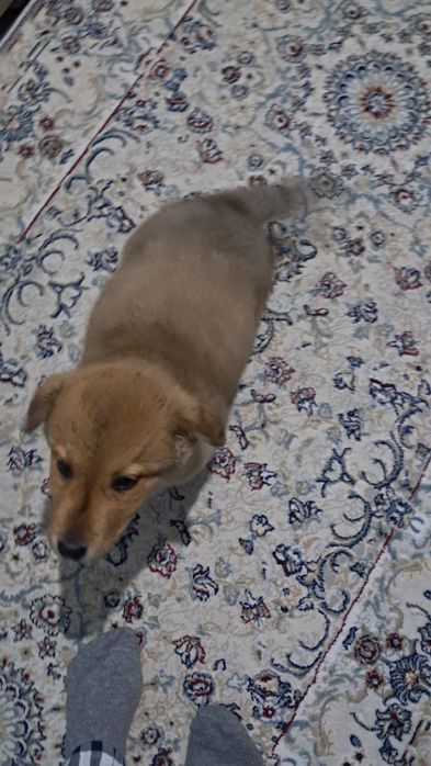 щенок мальчик 3 месяца