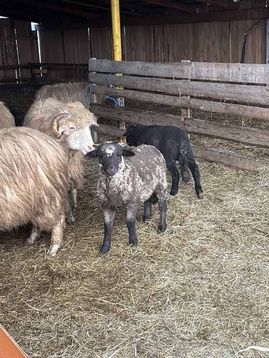 Vand oi turcane/băle sau schimb cu excavator