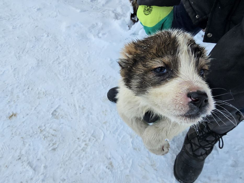 Тобет күшік щенки Тобет