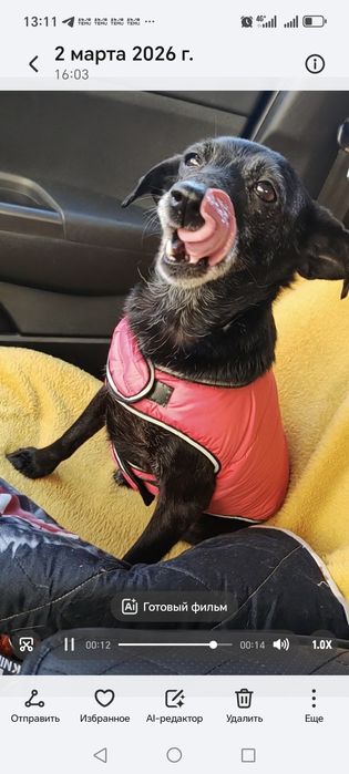 Маленькая собачка