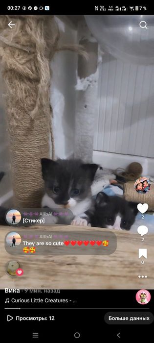 Котенок в хорошие руки