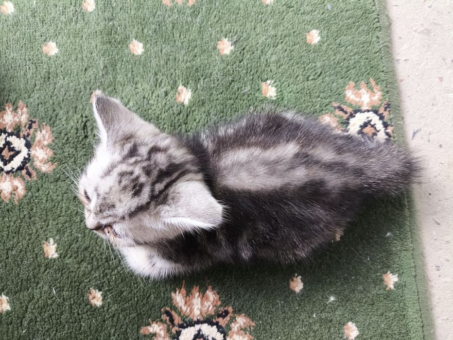 котята вислоухие
