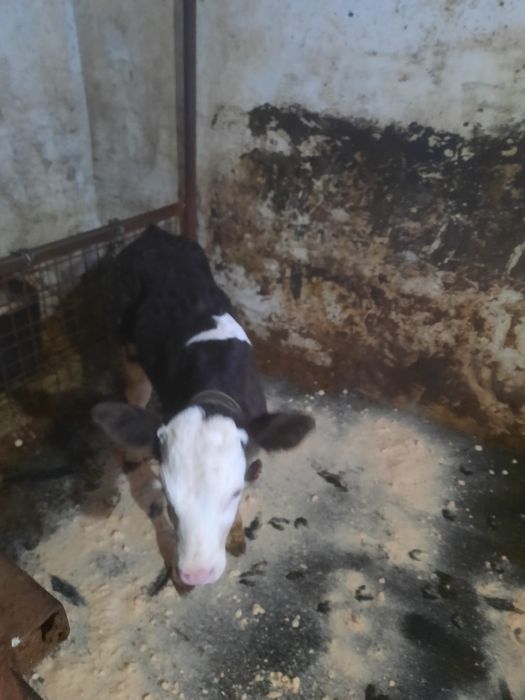 Vaca la prima fatare cu vitel