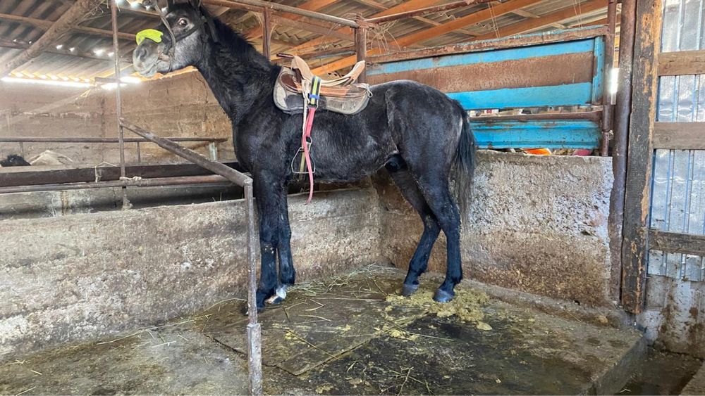 3 жасар дөнен сатылады