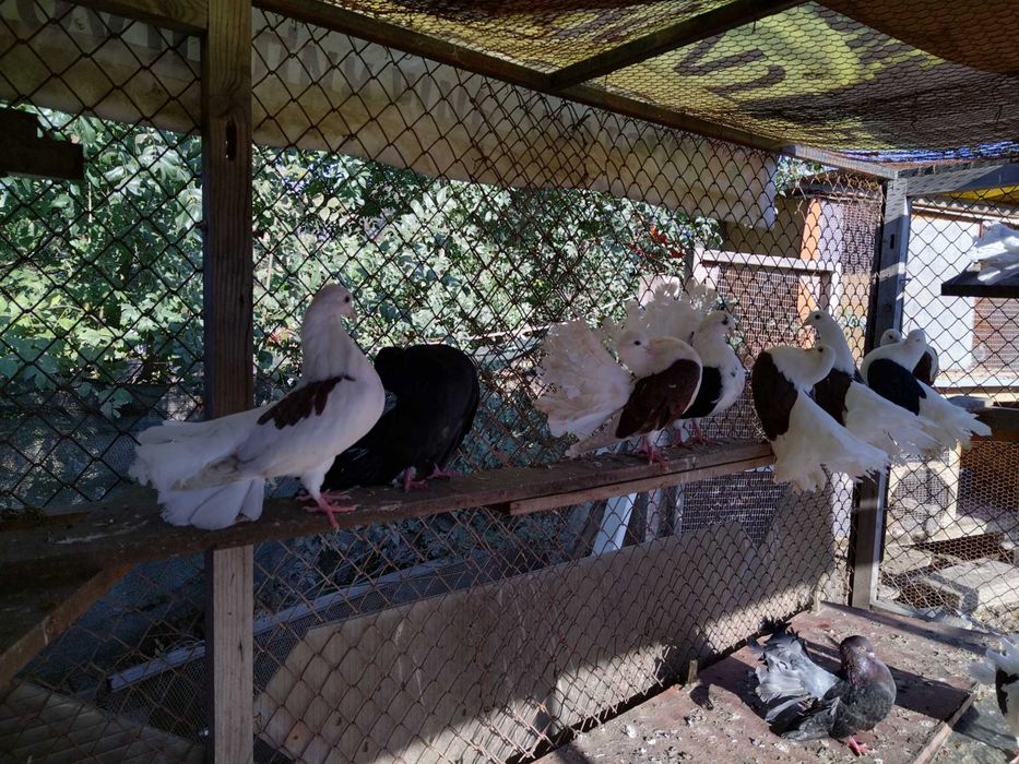 Продавам красиви гълъби